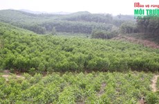 Виньфук развивает устойчивую экономику лесного хозяйства