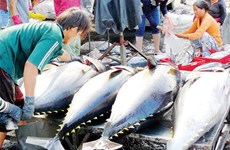 Экспорт тунца в ЕС растет