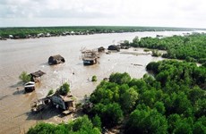 HSBC и WWF Вьетнама объединяются для восстановления затопленных лесов