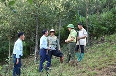 Управление и защита лесов улучшились благодаря политике