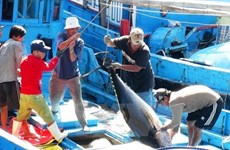 В сентябре резко вырос экспорт вьетнамского тунца в Италию