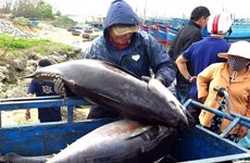 Египет становится перспективным рынком для вьетнамского консервированного тунца