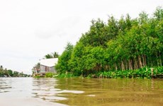 В районах дельты Меконга сажают деревья, строят естественные насыпи для предотвращения эрозии