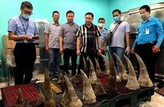 В аэропорту Таншоннят изъято более 90 кг предполагаемых рогов носорога