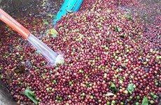 Вьетнам развивает производство высококачественного кофе