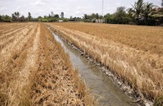 Премьер-министр требует упреждающего реагирования на вторжение соленой воды и нехватку пресной воды в дельте Меконга