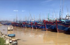 Биньдинь: все рыболовные суда должны получить сертификаты безопасности пищевых продуктов к концу июня