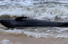 300-килограммовый кит был выброшен морем на берег Фу-йена