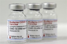 Вьетнам срочно одобрил вакцину Moderna