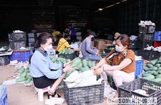 В Австралии продвигают вьетнамские зеленые манго