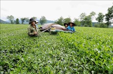 Экспорт вьетнамского чая в Австралию резко увеличился
