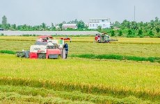 «Зеленый путь» предложен для водного транспорта риса