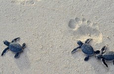 Сохранение и защита популяций и мест обитания морских черепах