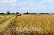 Сельскохозяйственный сектор гибко адаптируется к COVID-19 для дальнейшего роста