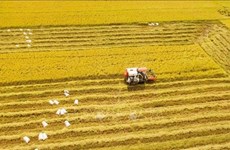 Вьетнам ориентируется на экологическое и устойчивое сельское хозяйство