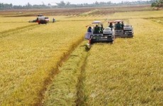 Киенжанг расширяет крупномасштабные рисовые поля