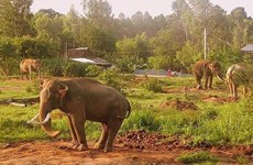 Корректировка проекта «Общее сохранение вьетнамских слонов в период 2013-2020 гг.»