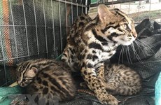 Провинция Ниньбинь приняла 5 особей редких диких кошек от Дьенбьена