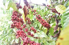 Вьетнам планирует расширить экспорт кофе в Африку