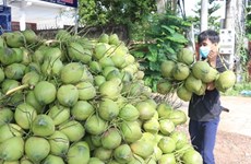 Бенче ищет способы увеличить экспорт продукции из кокоса
