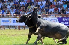 Хайфон: Фестиваль буйволиных боев в Дошоне восхитил зрителей