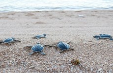 Около 123.000 морских черепах выпущены обратно в море