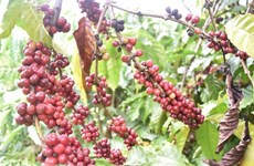 UKVFTA способствует экспорту вьетнамского кофе в Великобританию