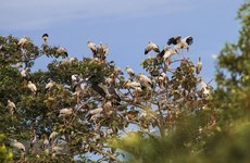 Необходимо усилить защиту диких птиц во время миграционного сезона