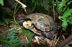Редкие черепахи найдены в заповеднике Тханьхоа