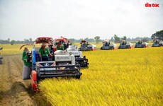 Вьетнамско-японское совместное предприятие расширяет выращивание риса для экспорта в Европу