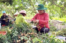 Бариа-Вунгтау предоставляет коды большему количеству сельскохозяйственных районов