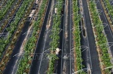 Ханой продвигает высокотехнологичное сельскохозяйственное производство