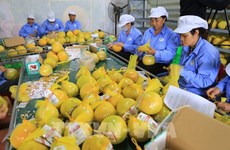 «Зеленый переход» создает возможности для экспорта Вьетнама