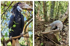 Животные 14 редких видов выпущены в национальный парк Бу Жа Мап