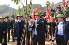 Председатель НС запускает фестиваль посадки деревьев в Туенкуанге
