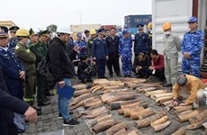 Полтонны контрабандной слоновой кости изъяли в городе Хайфон