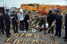 Обнаружено и изъято большое количество контрабандной слоновой кости