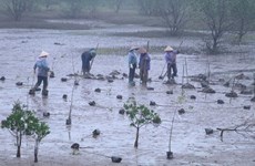 Проект по восстановлению мангровых зарослей, финансируемый РК, стартовал в Ниньбине