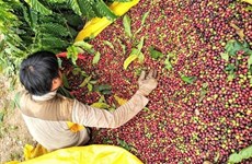 Семинар ищет способы повысить стоимость вьетнамского кофе