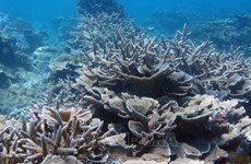 Вьетнам вносит много предложений по сохранению морского биоразнообразия