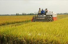 Норвегия финансирует выращивание гибридного риса во Вьетнаме для адаптации к изменению климата