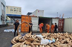 В северном портовом городе изъят рекордный объем контрабандной слоновой кости