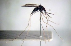 Усилия, которые необходимо предпринять для ликвидации малярии к 2030 году