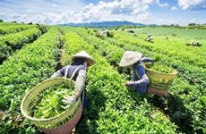 Стоимость экспорта чая в Китай стремительно растет