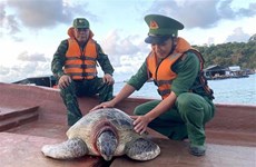 Находящуюся под угрозой исчезновения черепаху выпустили обратно в море в районе дельты Меконга