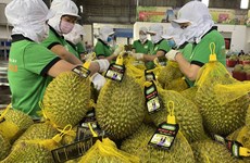 Прогнозируется бум экспорта дуриана