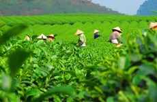 За первые четыре месяца 2023 года экспорт чая заработал 50 млн. долл. США
