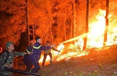 Премьер-министр призывает усилить меры по предотвращению лесных пожаров