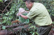 Во Вьетнаме стартует проект ООН по борьбе с рисками зоонозных заболеваний, исходящих из дикой природы