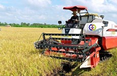 За первые 5 месяцев 2023 года экспорт риса Вьетнама показал хороший рост